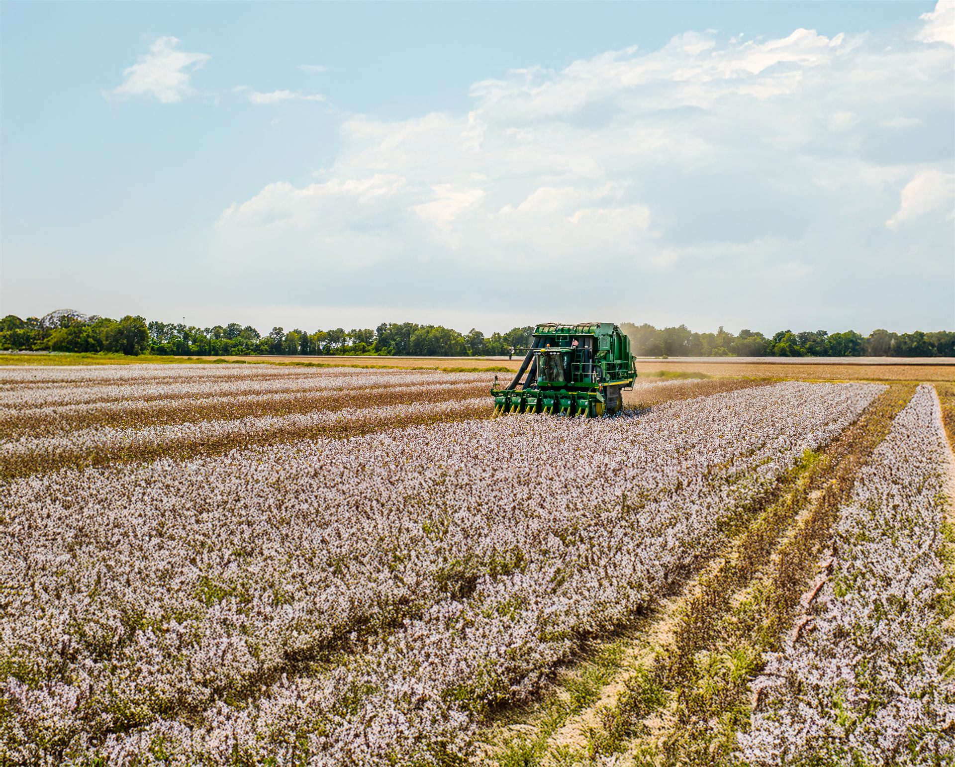 Cotton harvest in a Sierra Textiles field